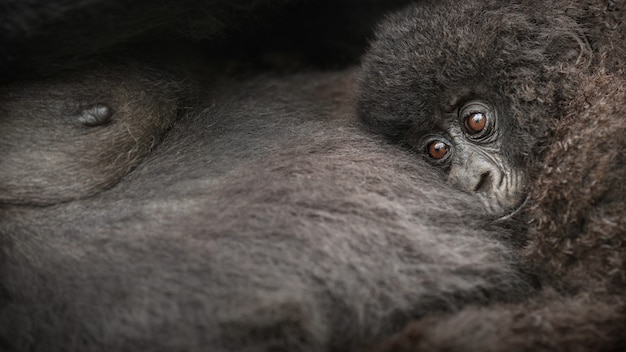 Mountain Gorillas – Gorilla Beringei Beringei | Free Stock Photo, Download for Free