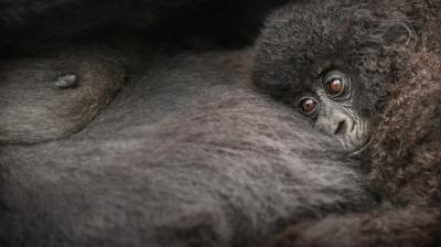 Mountain Gorillas – Gorilla Beringei Beringei | Free Stock Photo, Download for Free