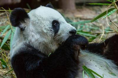 Pretty Giant Panda – Free Stock Photo for Download