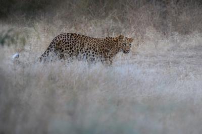 Indian Leopard in Nature Habitat: Resting on Rock – Free Stock Photo Download