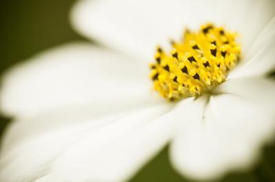 Close Up Macro Flower – Free Stock Photo, Download Free