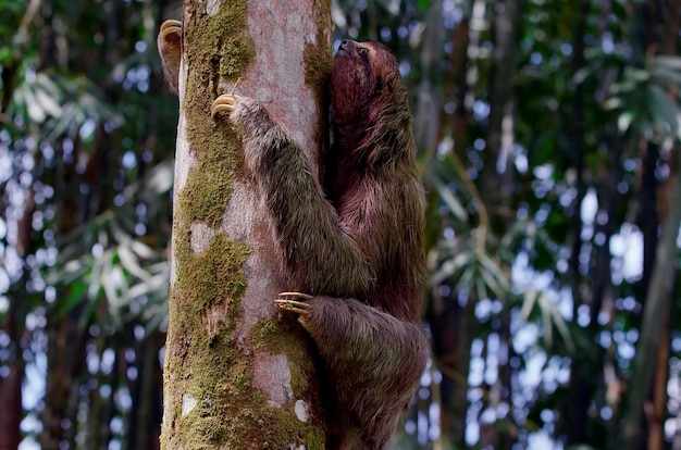 Sloth Climbing a Tree Trunk – Free Stock Photo, Download for Free