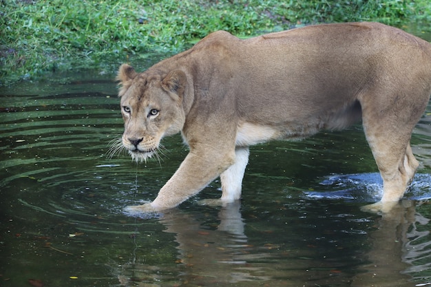 Close-up of a Female African Lion – Free Download