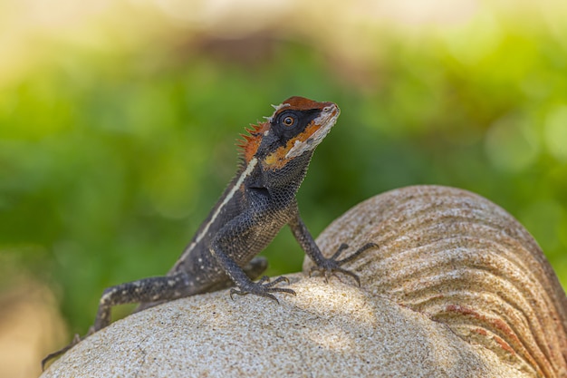 Colorful Lizard on Top of Sculpture – Free Stock Photo for Download