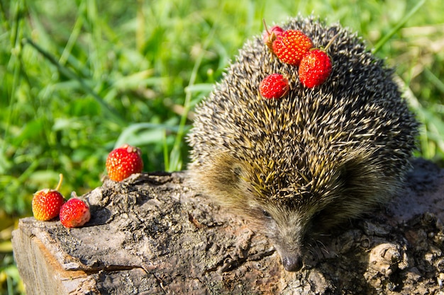 Young Prickly Hedgehog Surrounded by Strawberries – Free Download