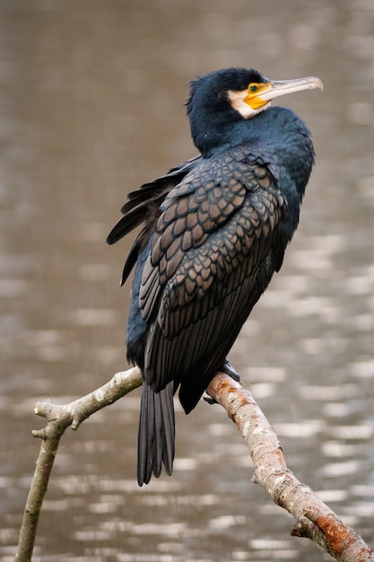 Double-Crested Cormorant in a Blurred Background – Free Download