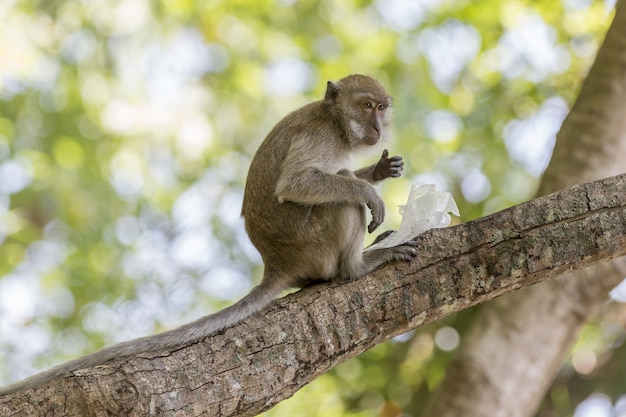 Brown Monkey on Tree Branch – Free Stock Photo for Download