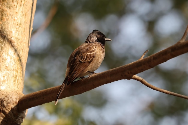 Closeup of a Starling Bird Perched on a Tree Branch – Free Stock Photo Download