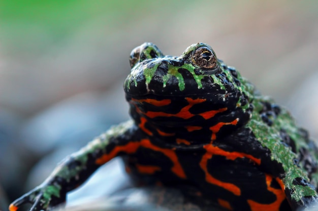 Closeup of a Fire Belly Toad on Wood – Bombina Orientalis – Free Stock Photo for Download