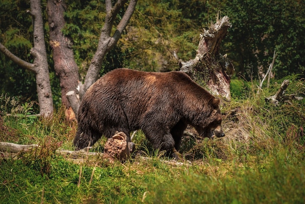 Large Brown Bear Strolling on Path – Free Stock Photo for Download