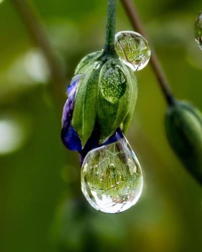 Dewdrops on Flower Bud Capturing Reflected Greenery – Free Download