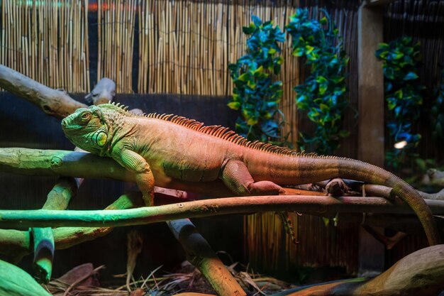 Iguana in a Terrarium – Free to Download Stock Photo