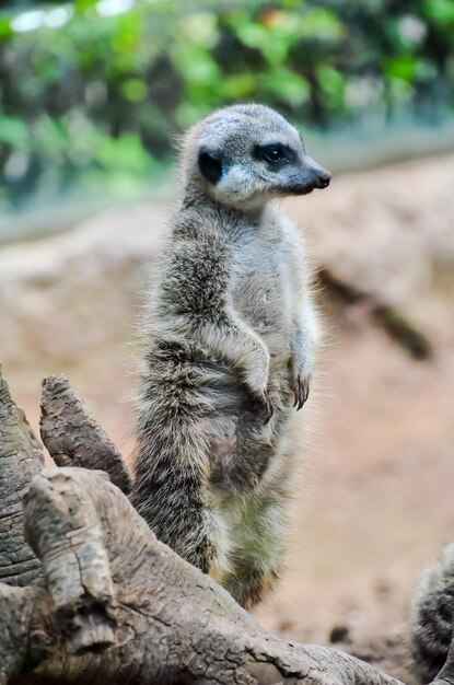 Small Brown Carnivore African Mammal: Suricata – Free Stock Photo for Download