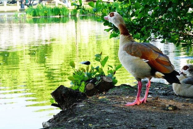 Egyptian Goose by a Reflective Lake Surrounded by Trees – Free Download