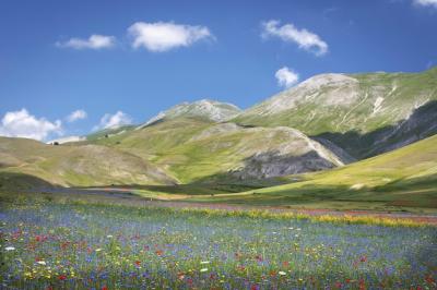 Stunning Flower Field Landscape: Free Download for Stock Photos