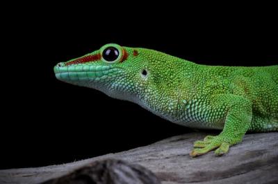 Closeup of Giant Day Gecko on Branch Against Black Background – Free Stock Photo, Download Free