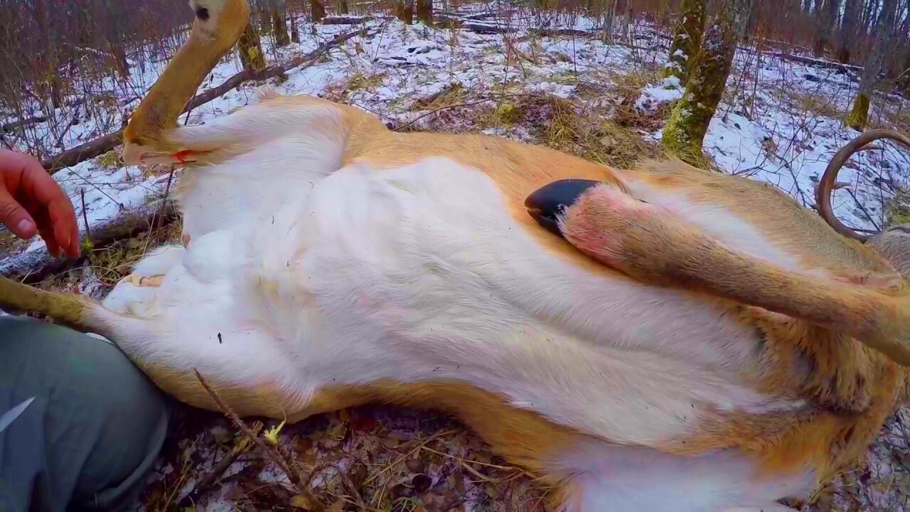 One knife  Field Dressing a Canadian Whitetail buck  YouTube