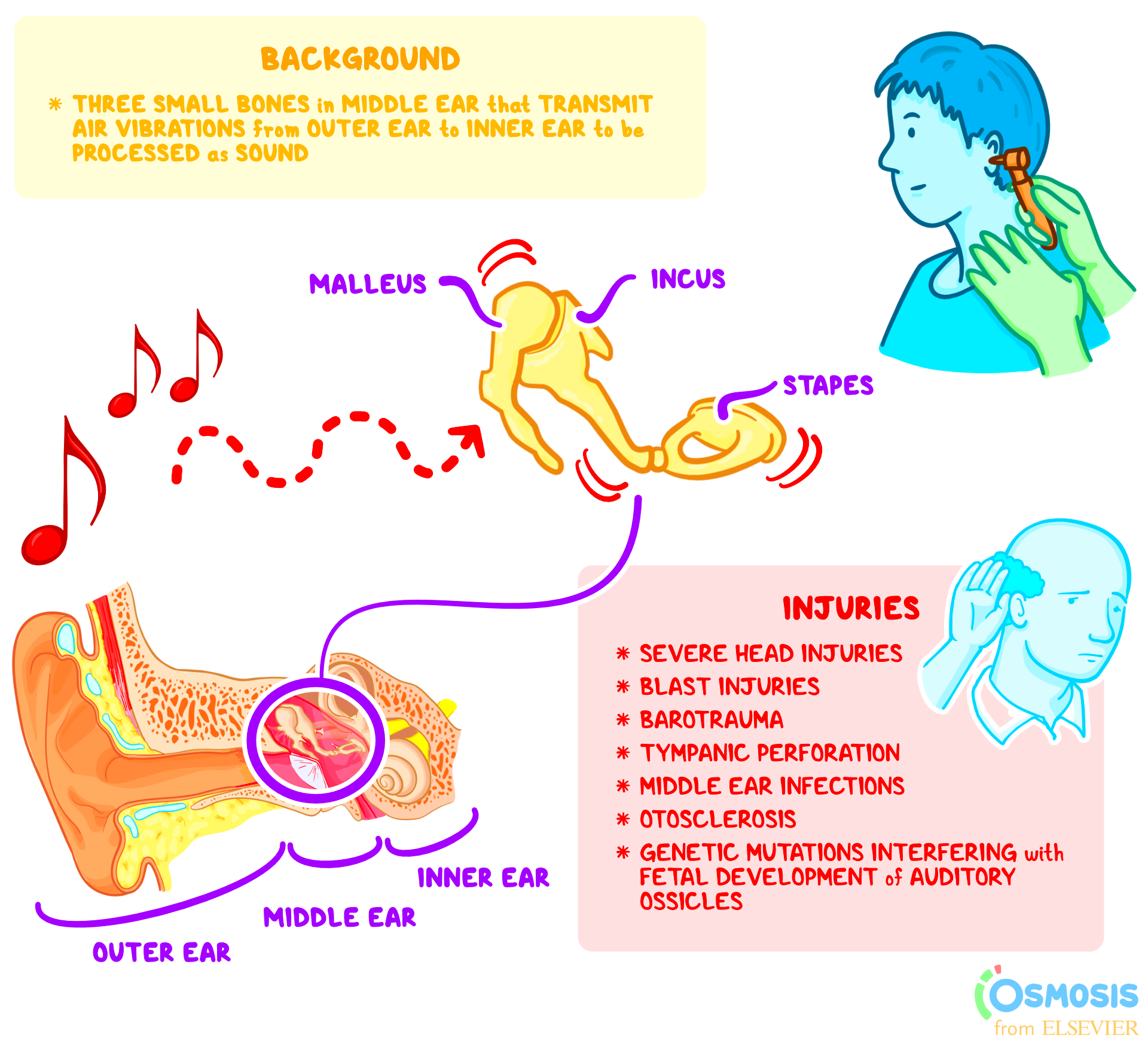 Ear Infection And Hearing Loss In Adults at Paul Moss blog