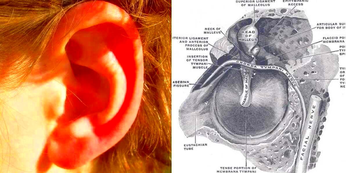 Can Ear Rumbling Protect Our Ears From Loud Noises Exploring The 