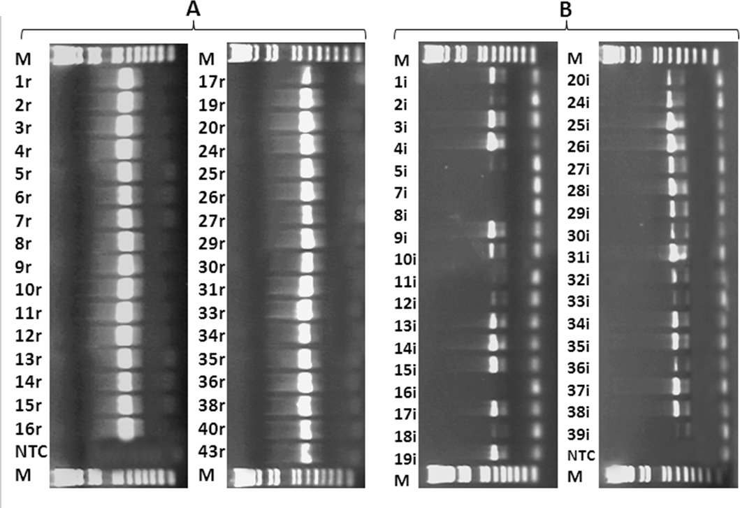 How To Label Gel Electrophoresis Images  Team Hust China Project Lcd 