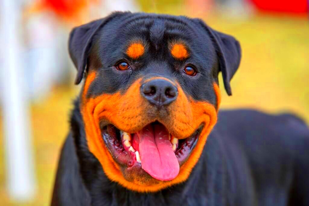 How Many Times A Year Do Rottweilers Go Into Heat