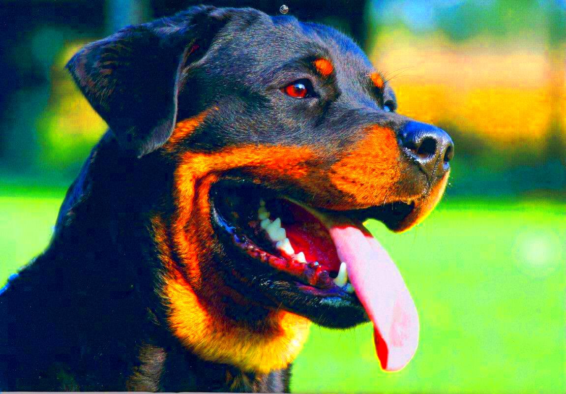 11 Things that Dogs Rottweiler Can Predict  SonderLives