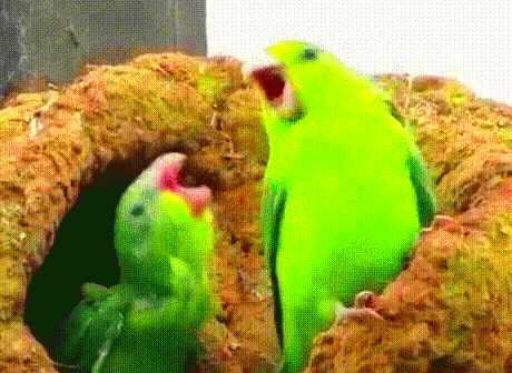 Parrot Dance GIF  Parrot Dance Celebrate  Discover  Share GIFs 