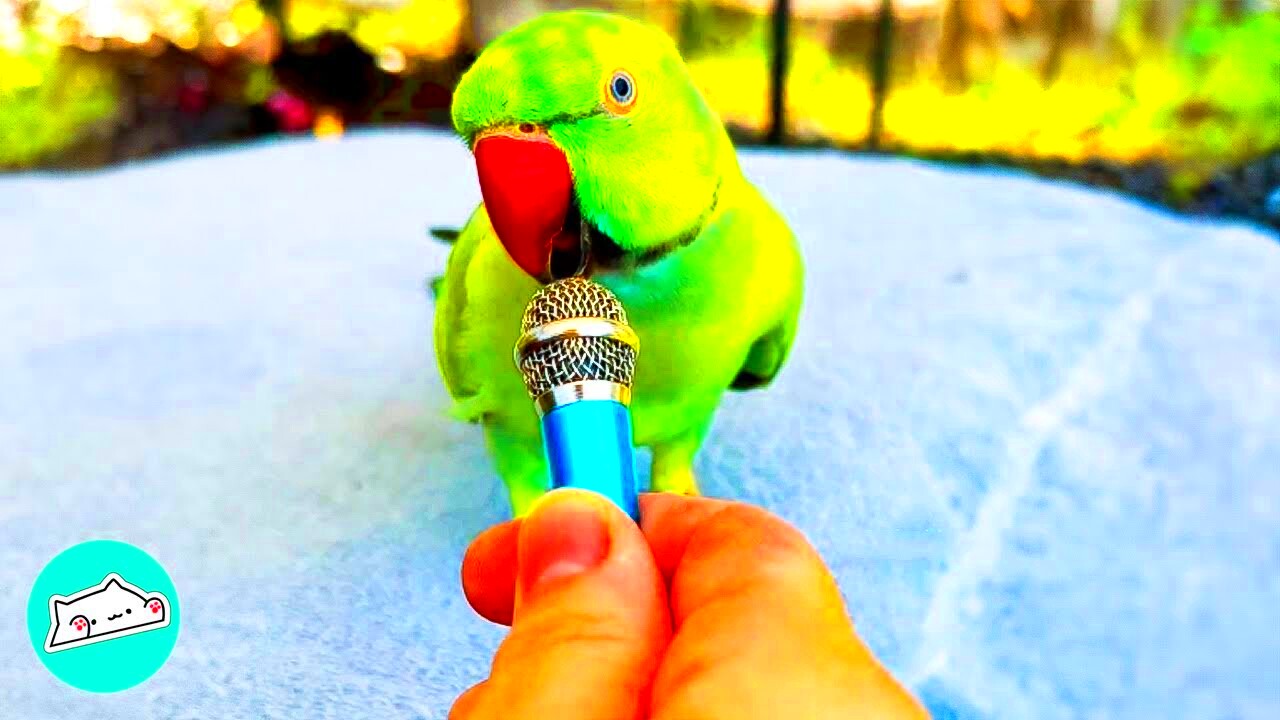 Saucy Parrot Calls His Friends On Zoom His Owner Is In Stitches  YouTube