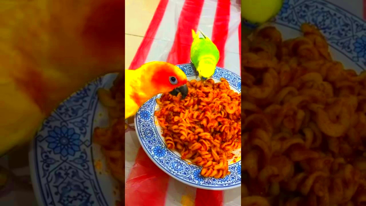 Amazing parrot videos  YouTube