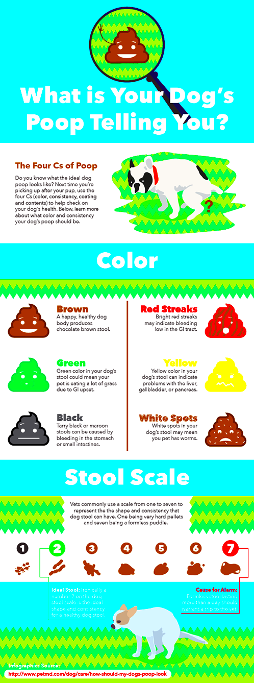 How to Clean Dog Poop Everything You Need to Know  BuzzSharercom