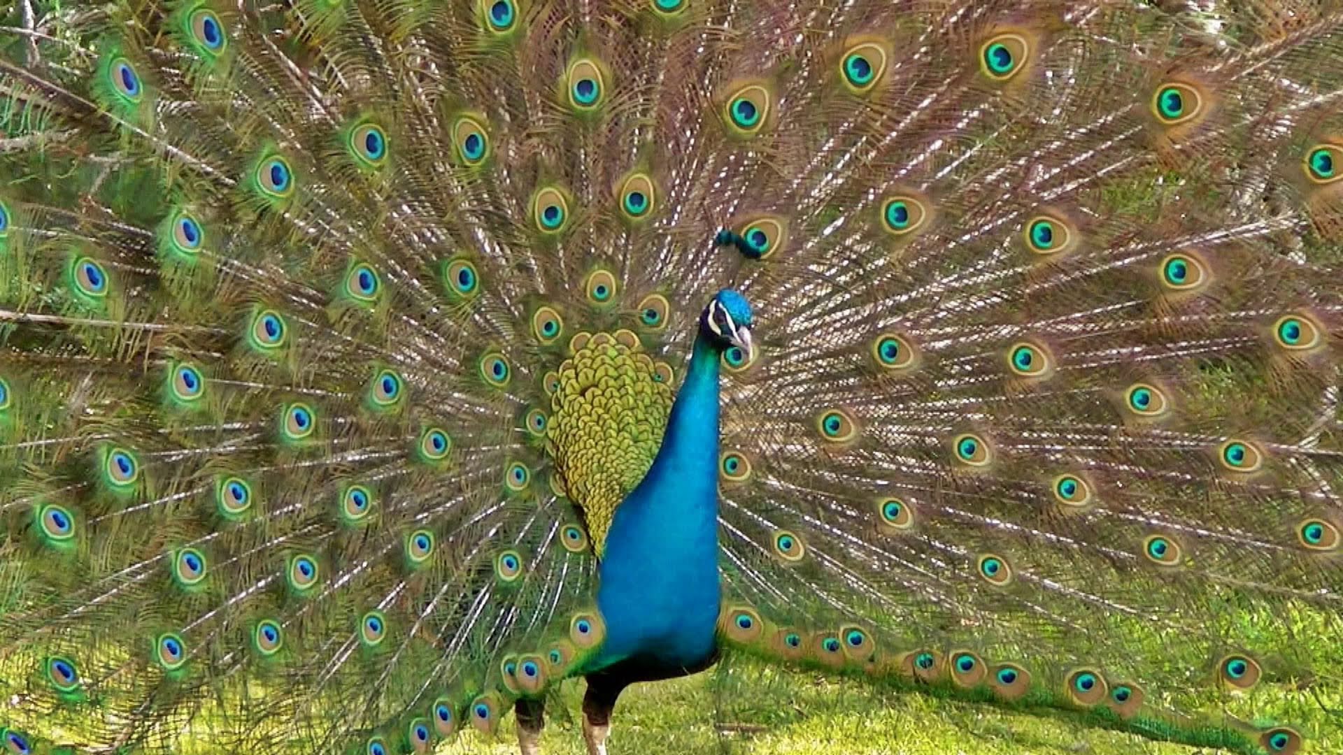 A Peacocks Tail  The Wonder of Science