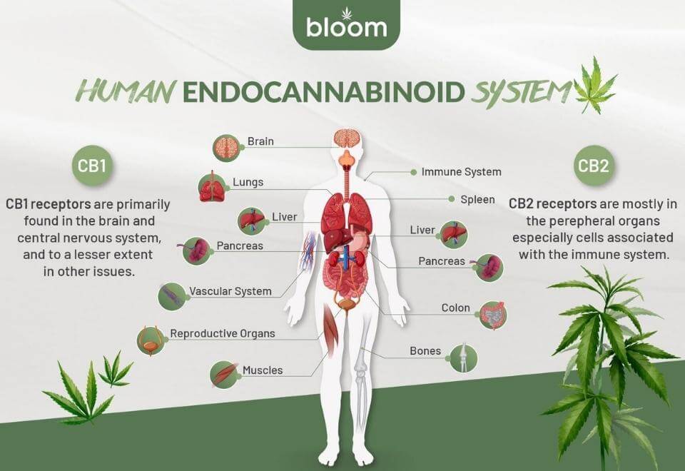 What is THC in Marijuana All you Need to Know