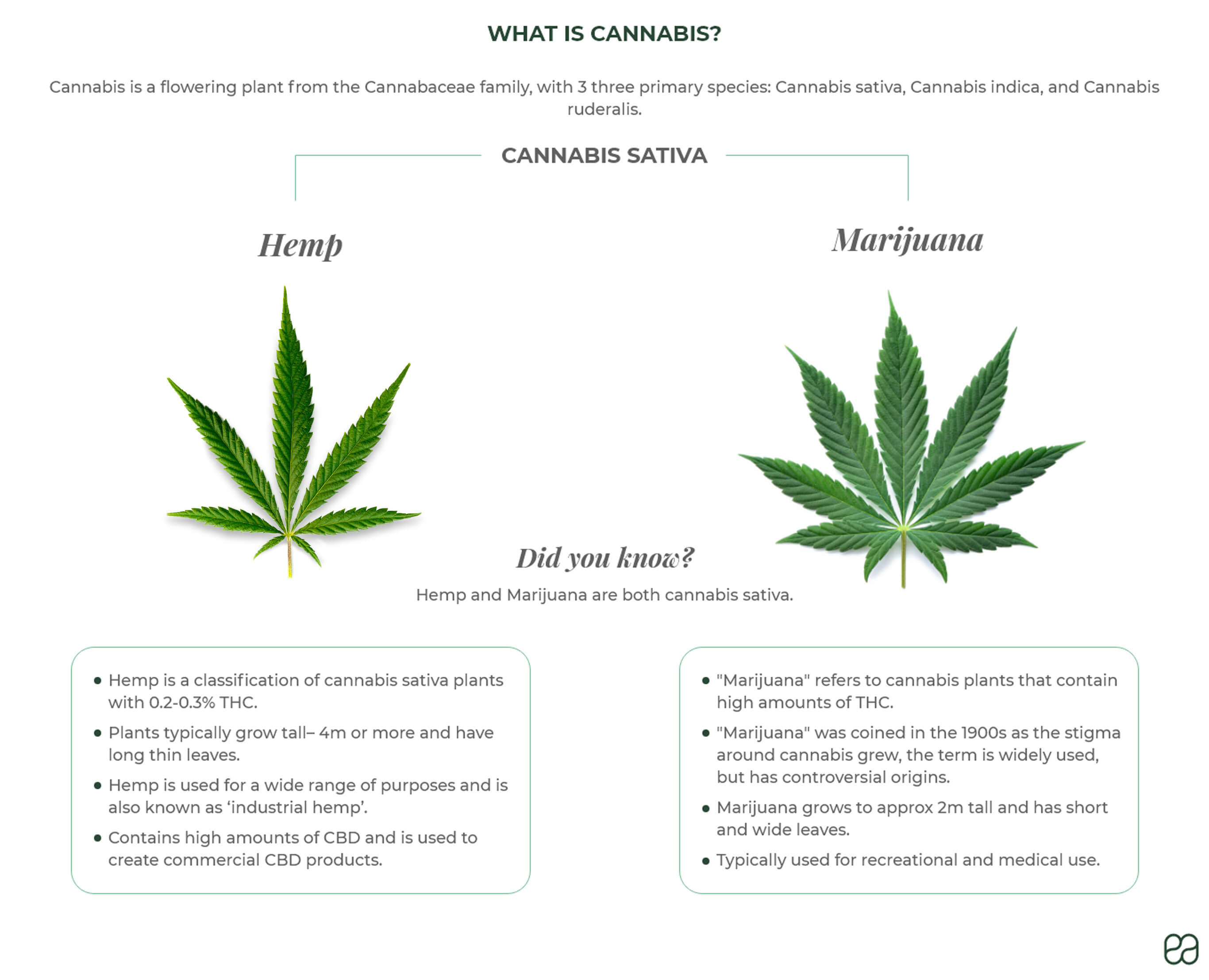 Thc Vs Cbd  How Are They Different  Thc  Tanasi Can Be Fun For 