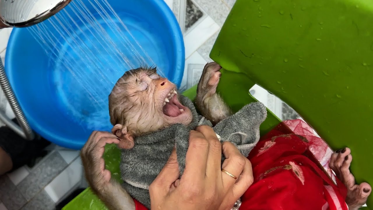 Monkey KaKa obediently lies still for Mom to wash KaKas hair  YouTube