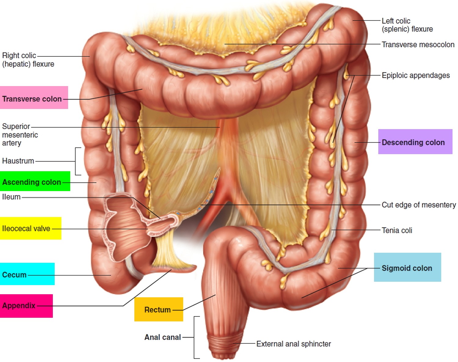 Stomach Growling Rumbling  Causes  How to Stop Stomach Growling