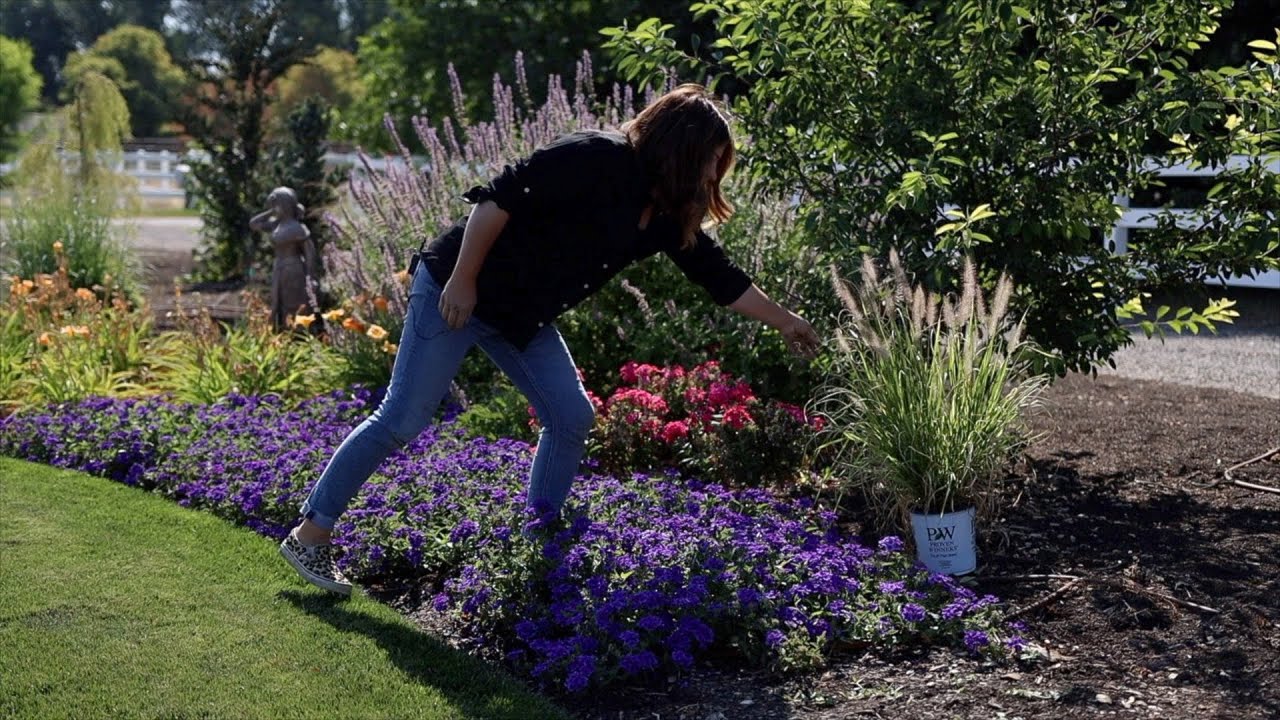 Planting 3 Beautiful Varieties of Ornamental Grass   Garden 