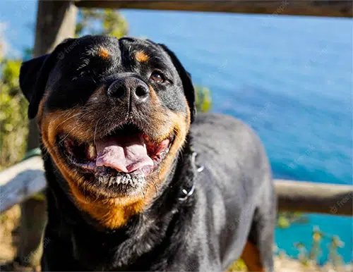 Rottie Rumble Do Rottweilers Purr  National Canine Research 