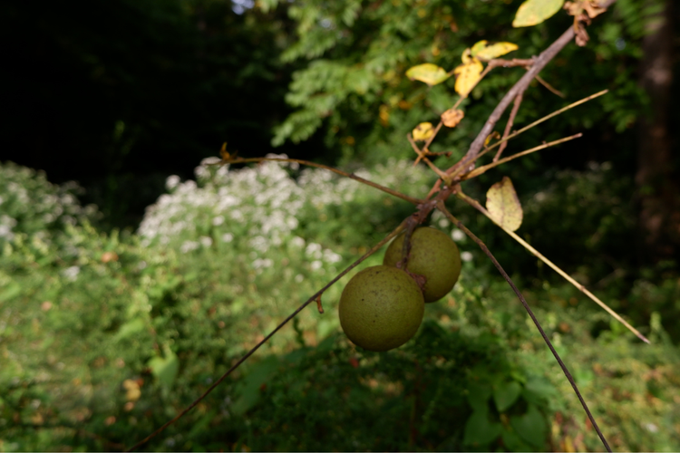 Calories in your yard how to harvest and process black walnuts  Polly 