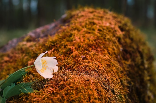 Anemone nemorosa on Mossy Stone in Spring Forest at Sunset – Free Download