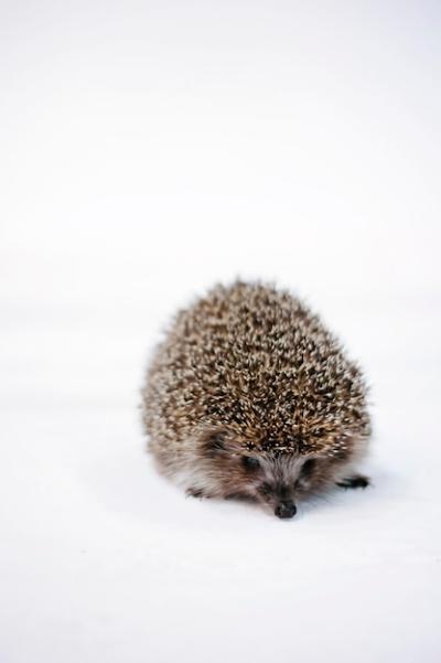 Hedgehog on a White Background – Free Stock Photo, Download for Free