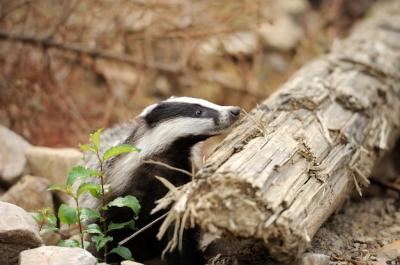 Badger Near Its Burrow in the Forest – Free Stock Photo, Download for Free