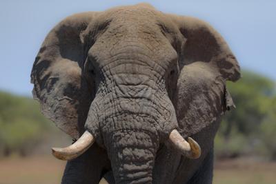 Elephant with a Blurred Background – Free Stock Photo for Download