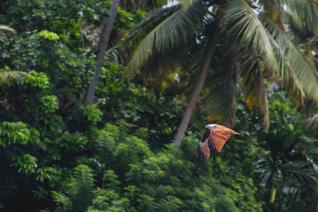 Bird Flying Against a Backdrop of Trees – Free Download