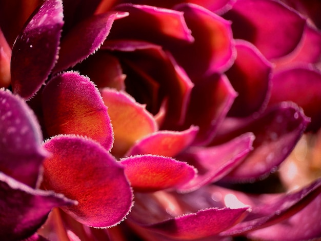 A Close-Up of a Purple Flower with a Yellow Center – Free Download