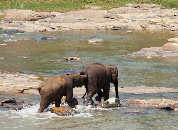 Elephants on Sri Lanka – Free to Download Stock Photos