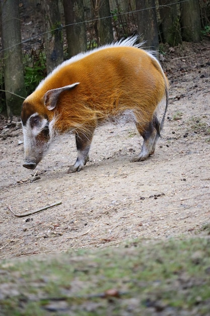 Boar Standing on a Hill – Free Stock Photo for Download