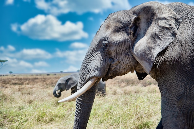 Closeup Shot of a Cute Elephant in the Wilderness – Free Download