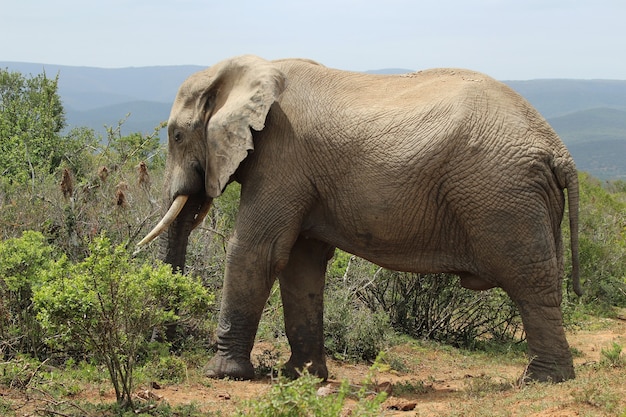 Muddy Elephant Walking Among Jungle Plants – Free Stock Photo, Download Free