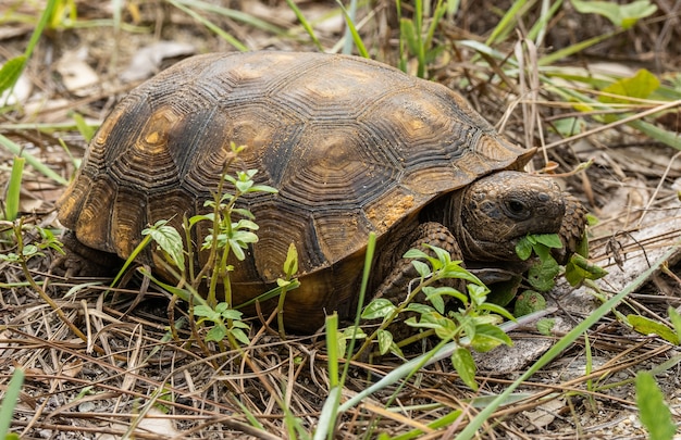 Tortoise Enjoying Lunch Under Natural Light – Free Stock Photo for Download