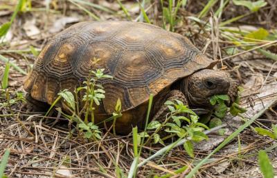 Tortoise Enjoying Lunch Under Natural Light – Free Stock Photo for Download